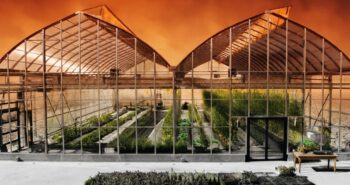 Climate resilient greenhouse with tomato crops under intense heat wave sunlight
