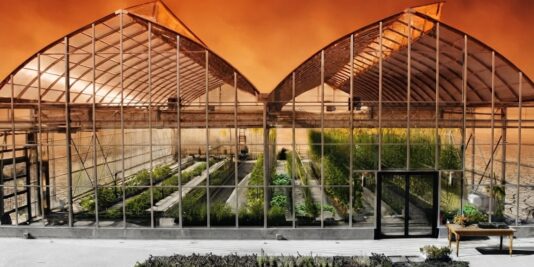 Climate resilient greenhouse with tomato crops under intense heat wave sunlight