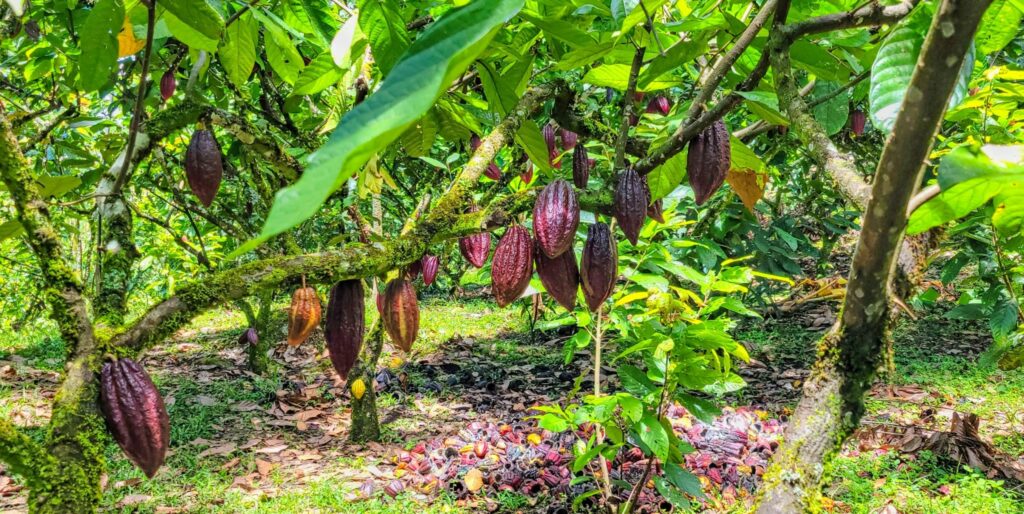 Plantación de cacao de cuatro hectáreas en el cultivo de cacao en Colombia, Támesis