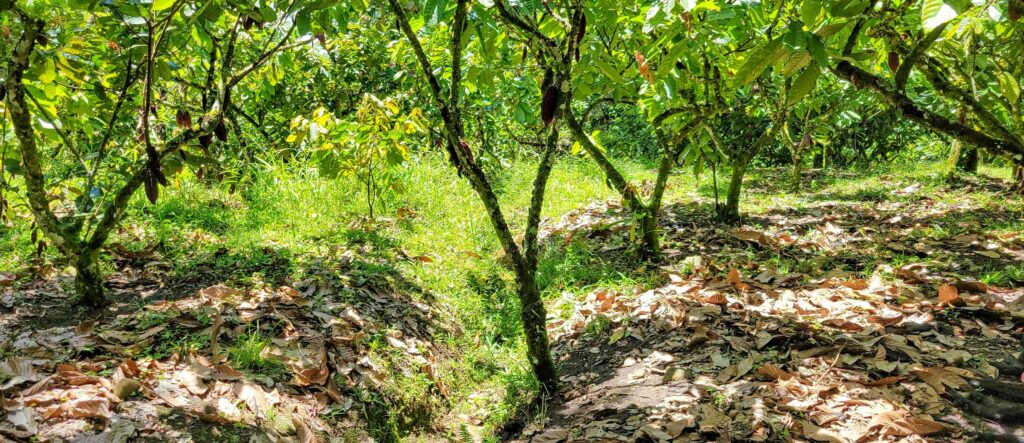 Densidad de siembra y drenaje en el cultivo de cacao en Colombi