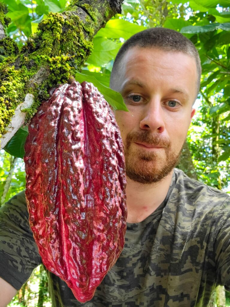 Agrónomo sostiene una mazorca de cacao durante una visita de campo al cultivo de cacao en Colombia