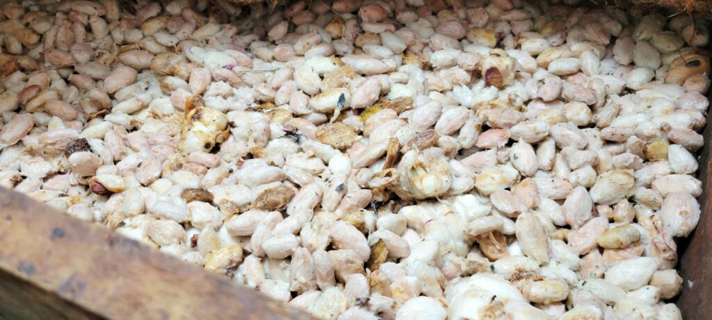 Granos de cacao recién cosechados durante la visita a la finca en Colombia