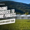 Revamping Reforestation Efforts Amid Canada's Wildfire Crisis
