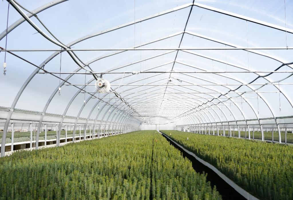 Mid-tech Ovaltech greenhouse tree seedling production for reforestation, with HAF fan and conifer seedlings