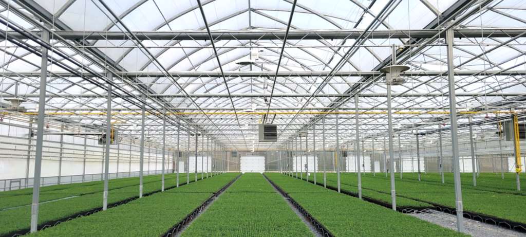 Forest tree seedlings growing in Luminosa gutter-connected greenhouses at Kingsclear Tree Nursery, New Brunswick, Canada