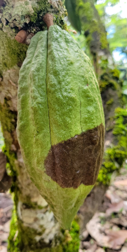 Mazorca de cacao afectada por moniliasis (Moniliophthora roreri) en Colombia