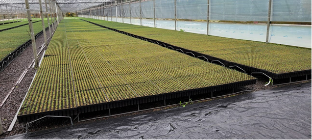 High-density trays of forest tree seedlings covering the full width of a reforestation nursery greenhouse