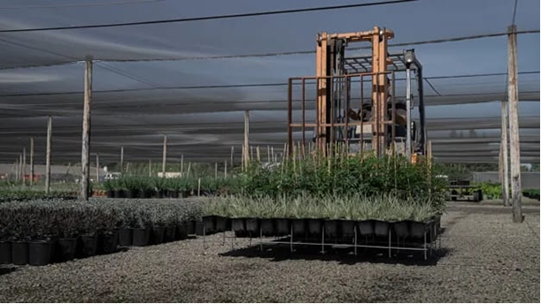 Forklift moving racks of container plants in a nursery shade house, mechanized handling that reduces manual labor