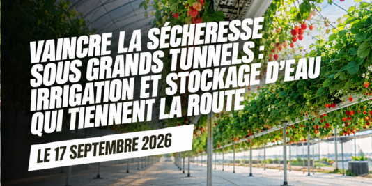 Rampes de goutte-à-goutte alimentant des plants de fraises sur substrat sous un grand tunnel