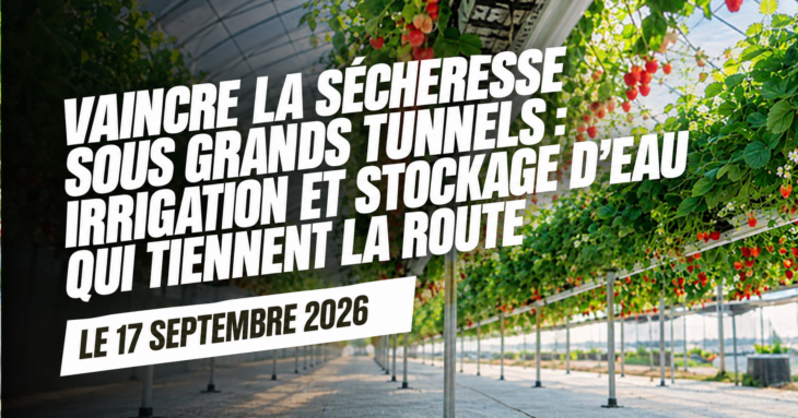 Rampes de goutte-à-goutte alimentant des plants de fraises sur substrat sous un grand tunnel